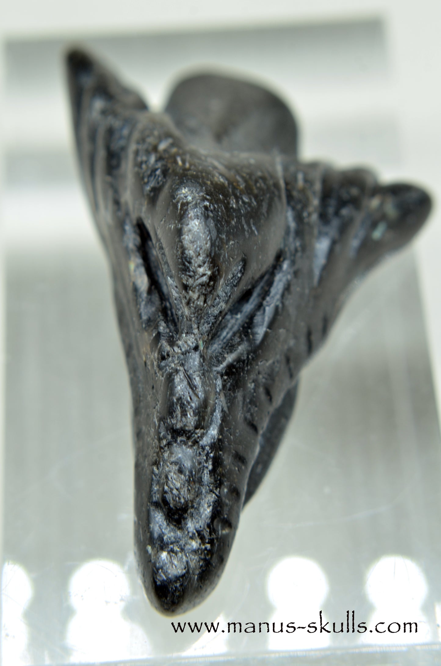 Nuummite Baby Dragon