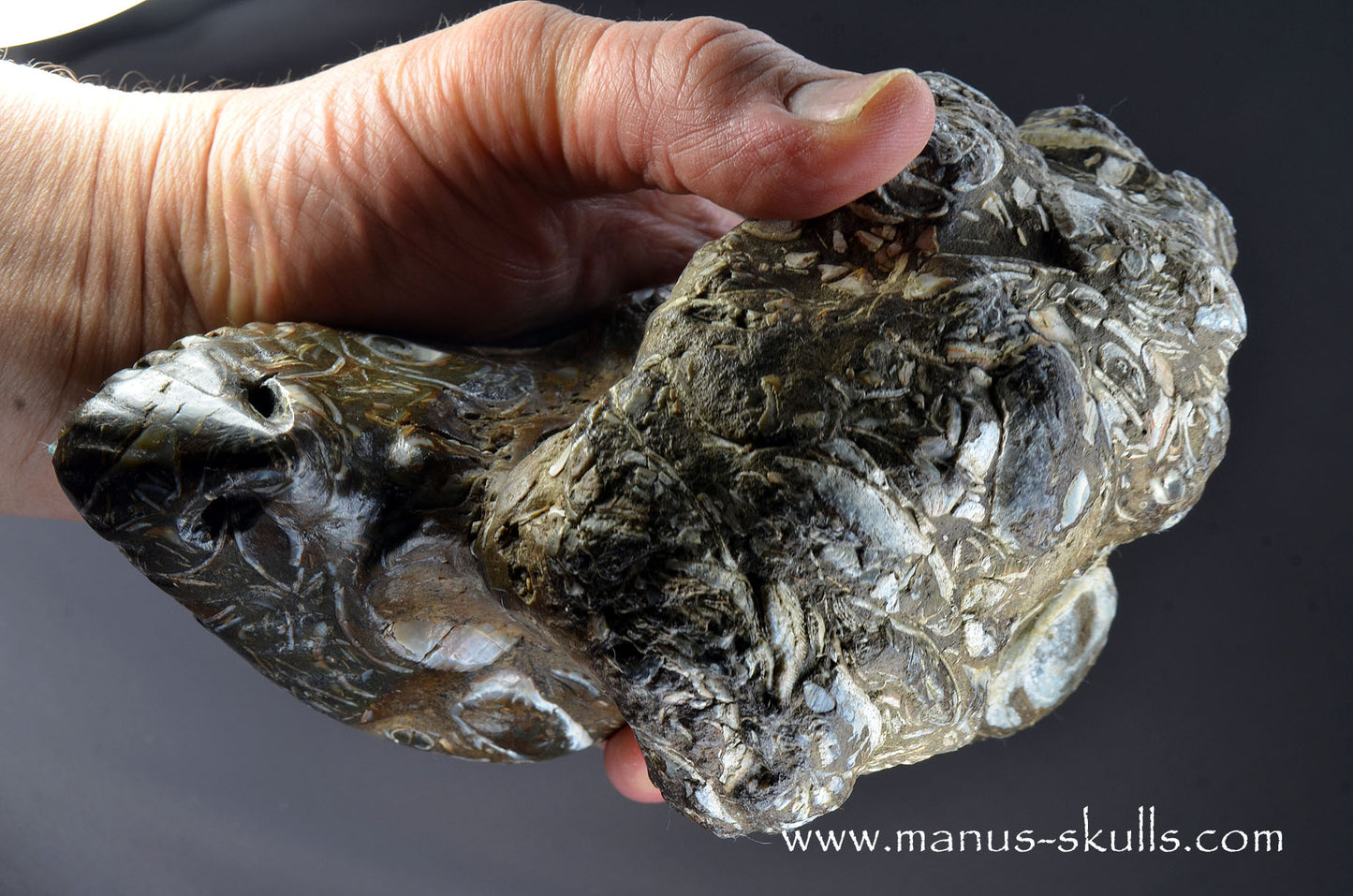 Indonesian Turritella Agate Dragon