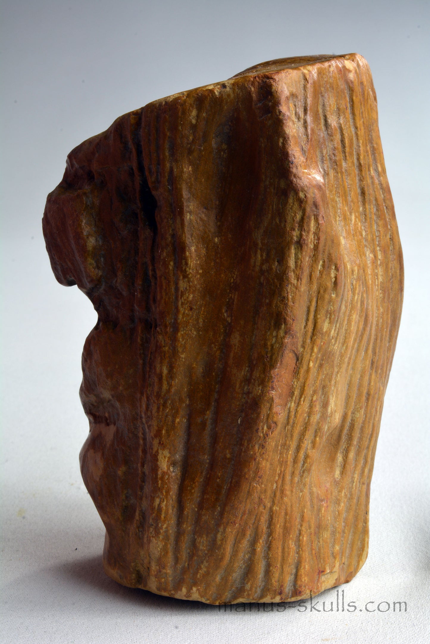 Petrified Wood Skull