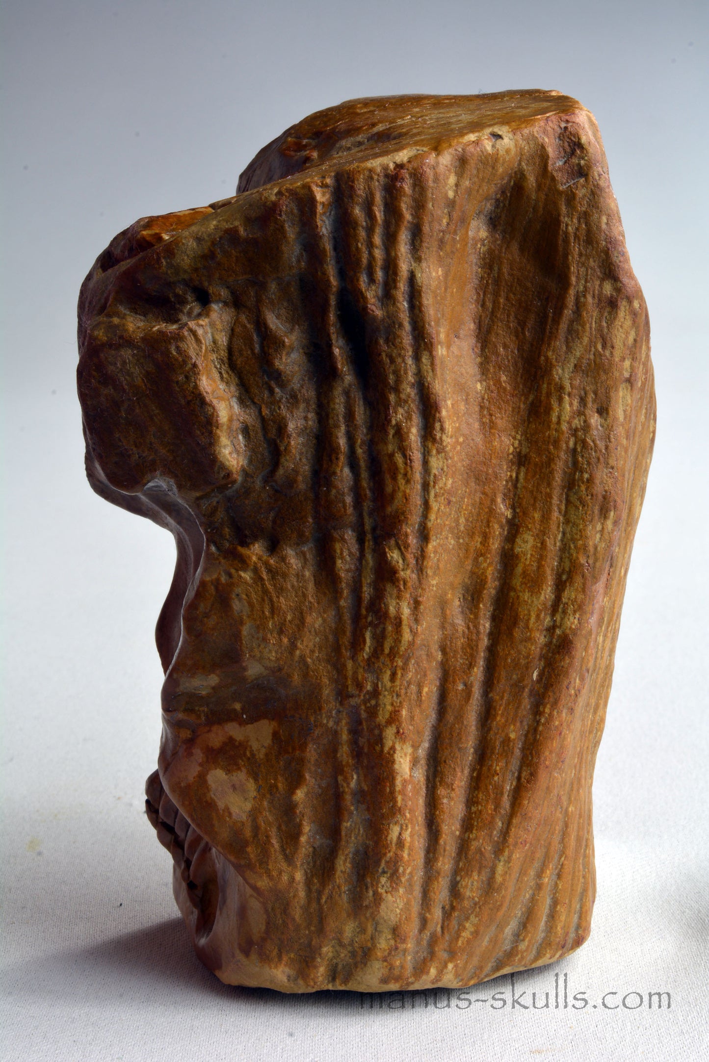 Petrified Wood Skull