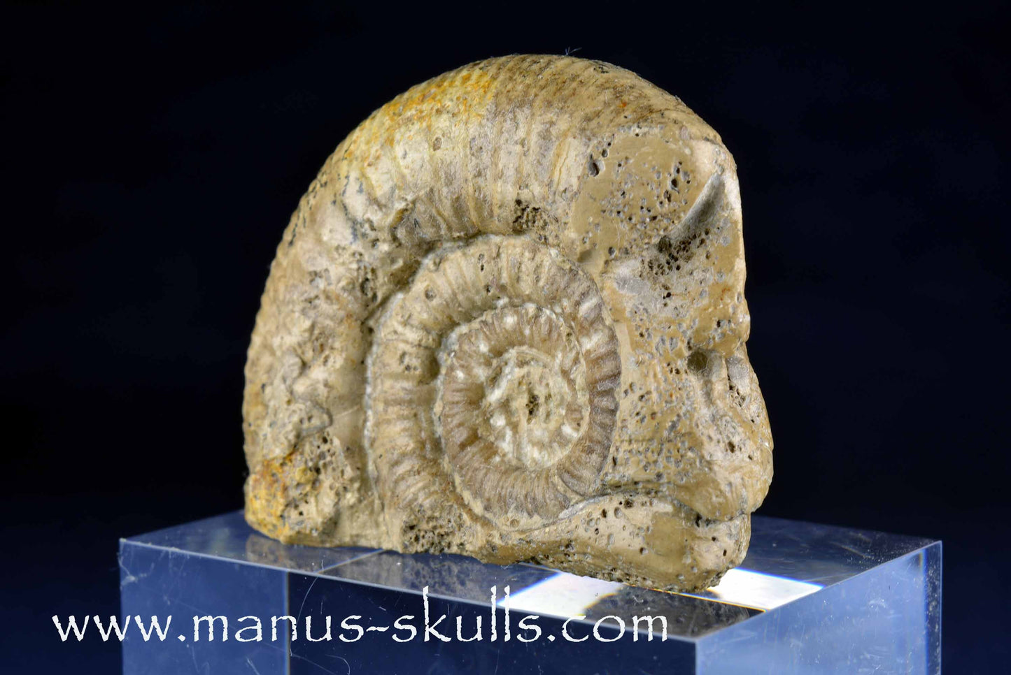 Ammonite Skull