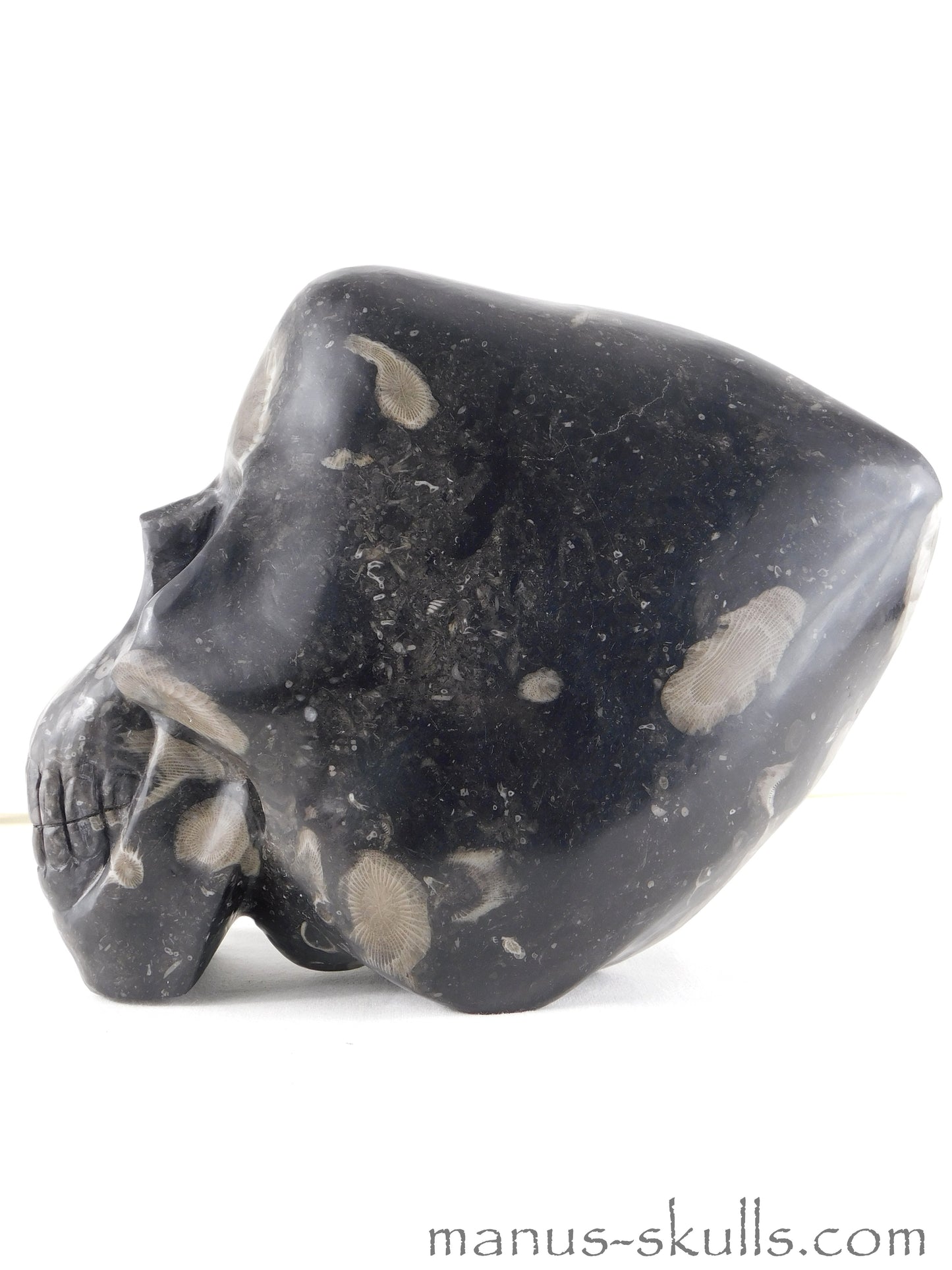 Frosterley Marble Conehead Skull