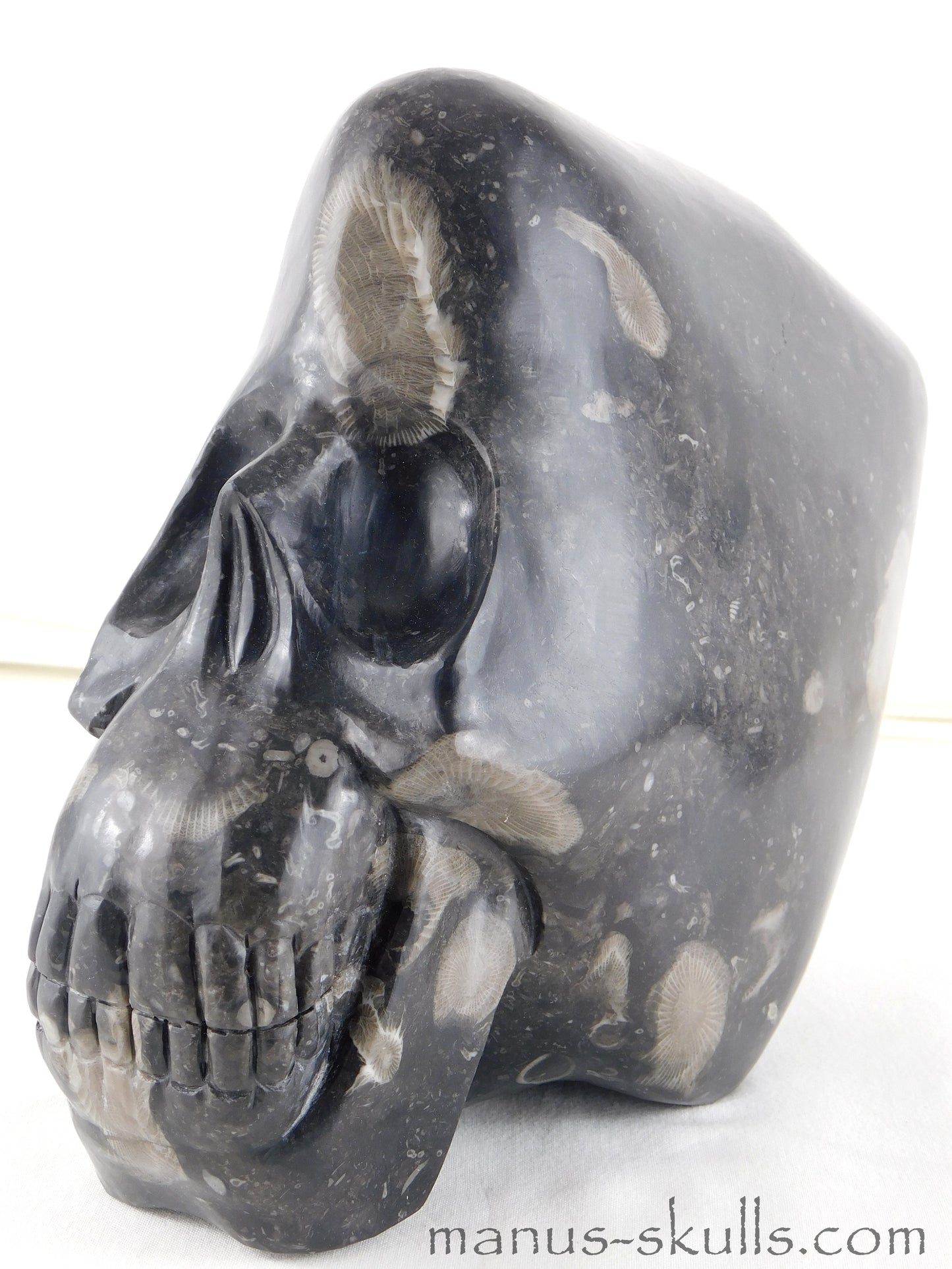 Frosterley Marble Conehead Skull