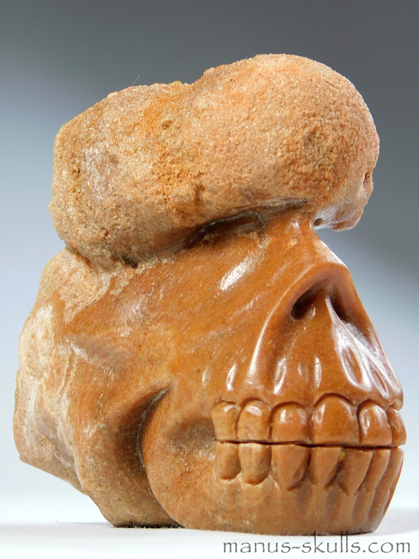 Stromatolite Skull