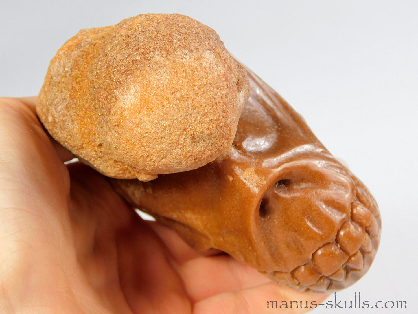 Stromatolite Skull