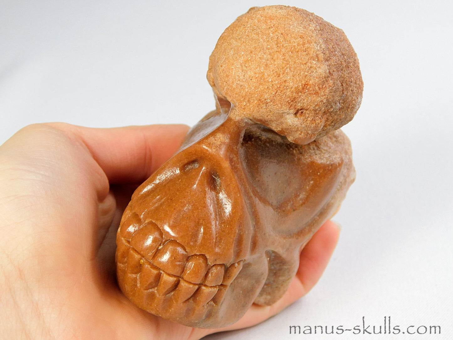 Stromatolite Skull