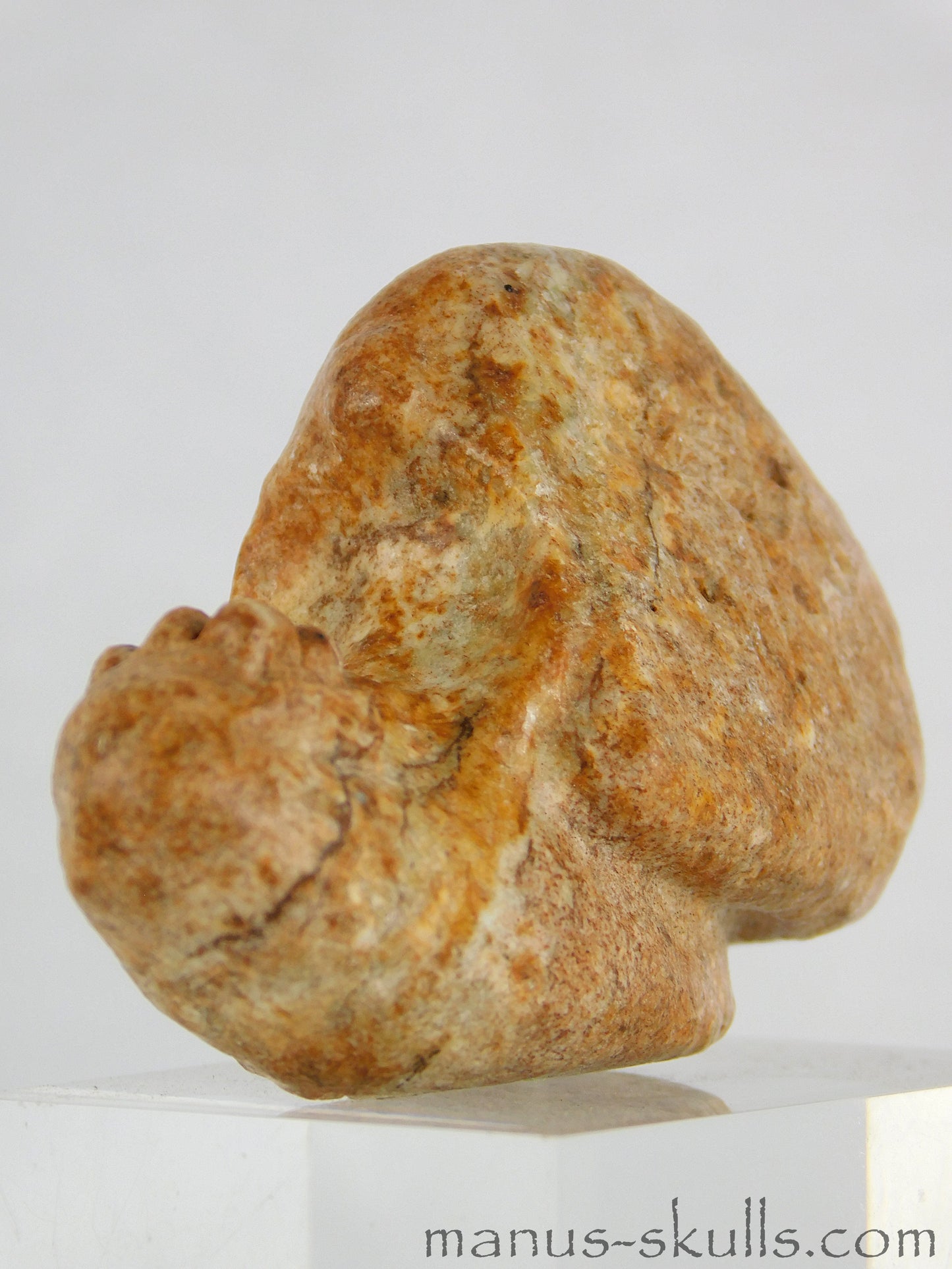 Evolian Manus Skull 2022