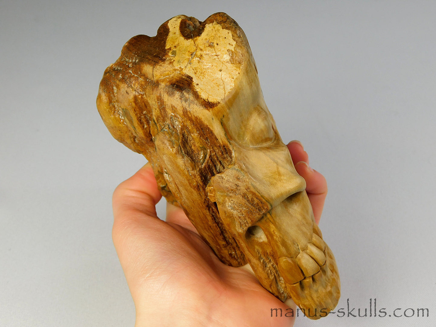 Petrified Wood Skull