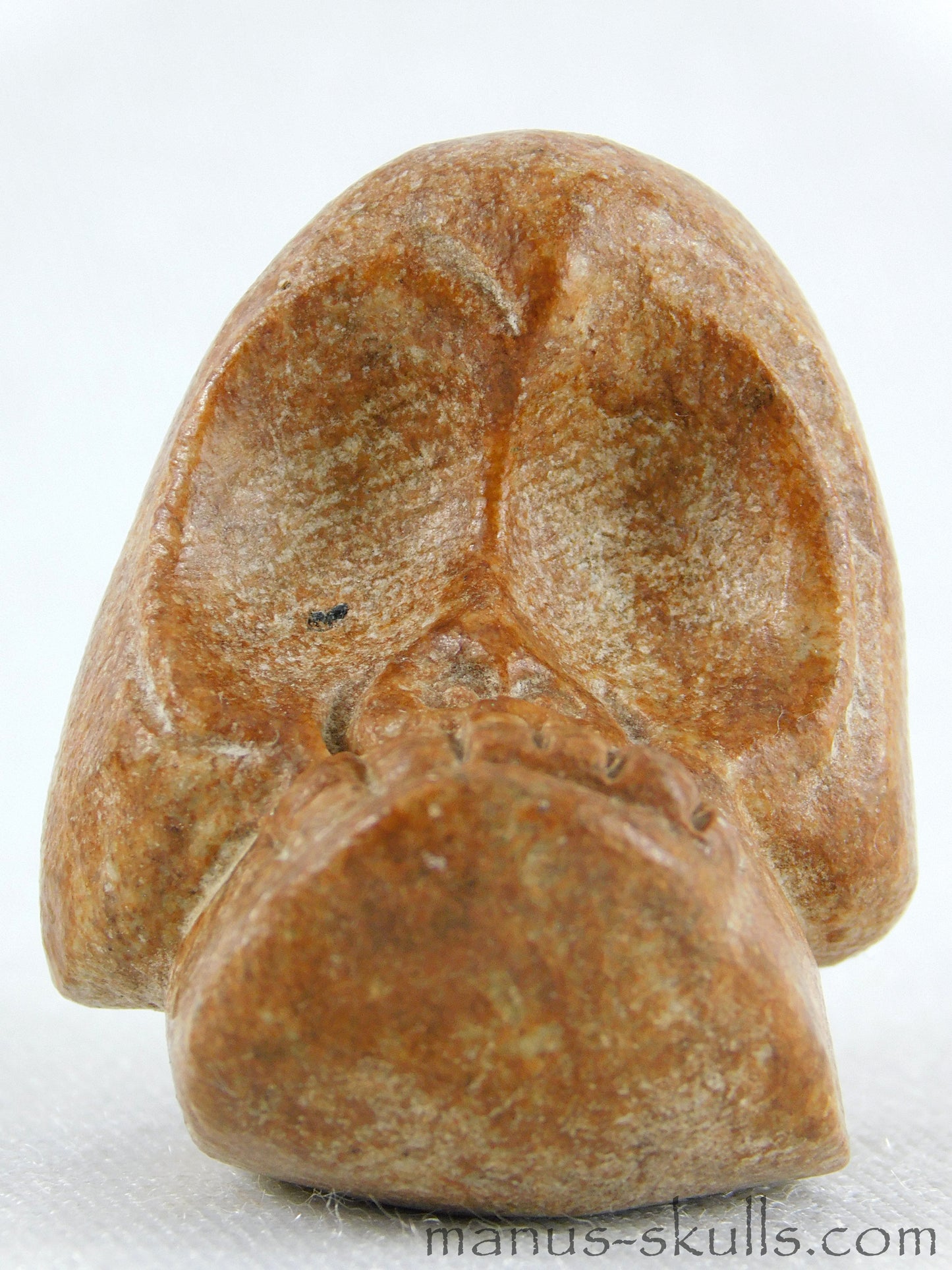 Evolian Manus Skull 2022