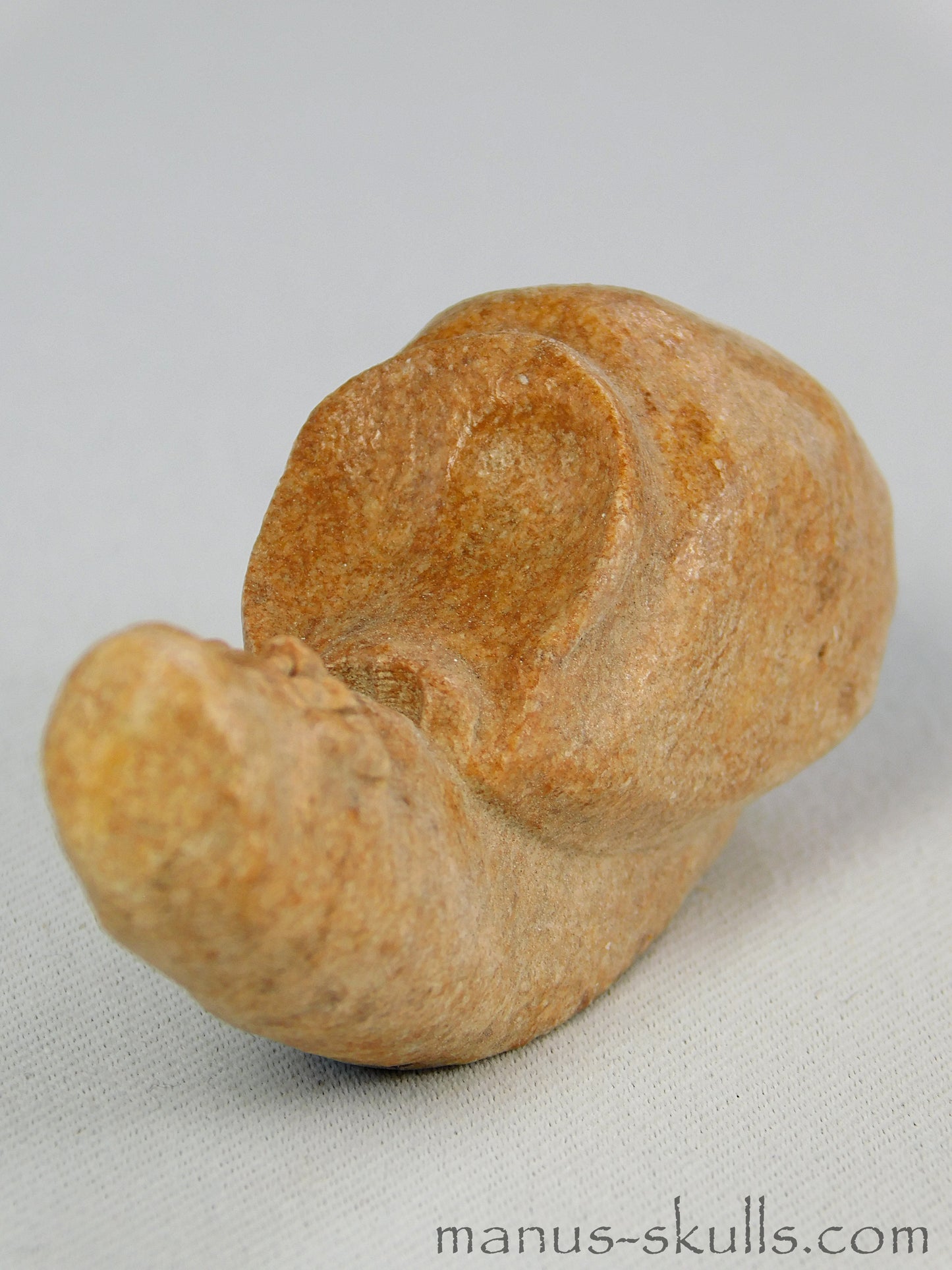 Evolian Manus Skull 2022