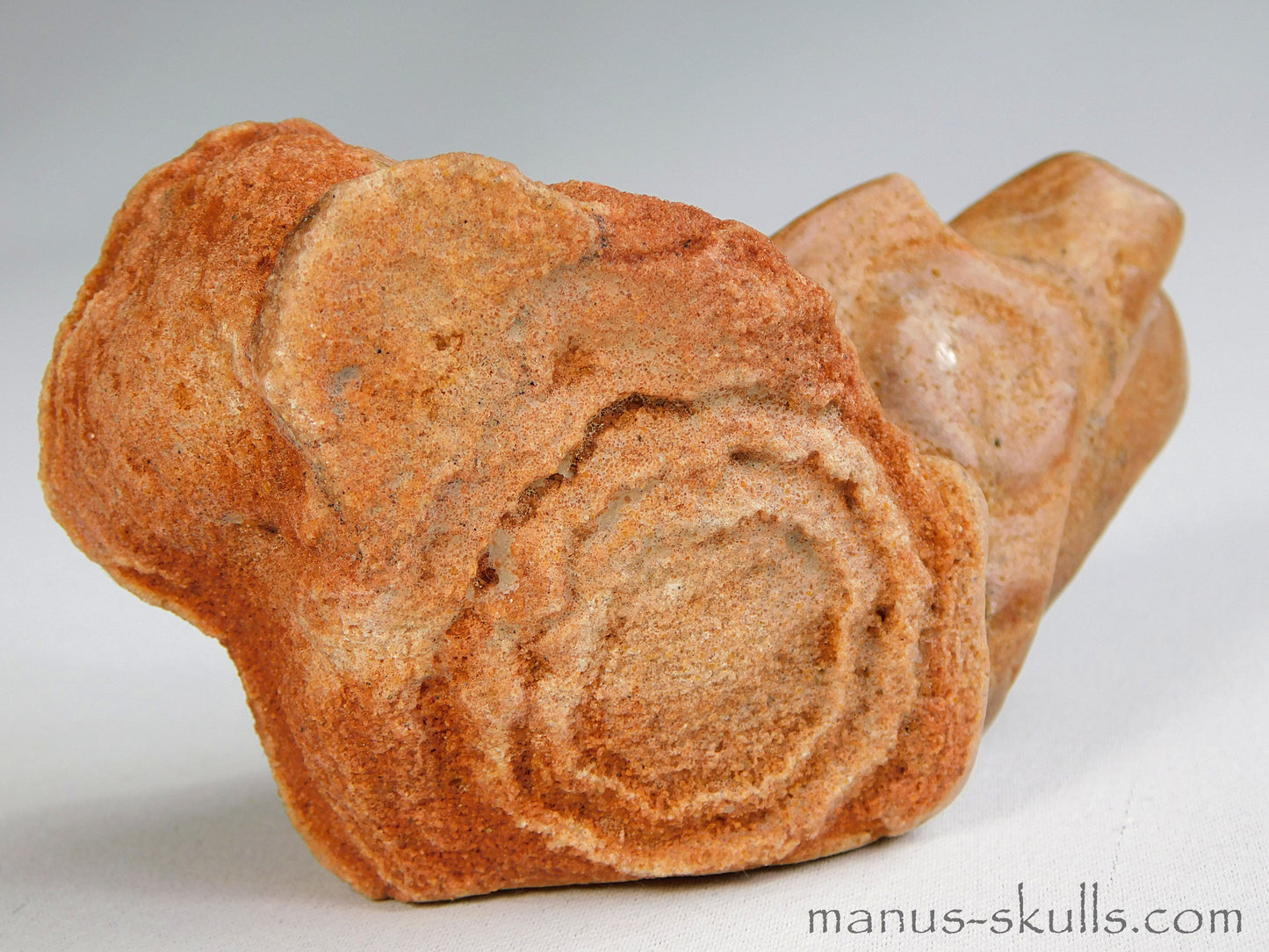Stromatolite Skull