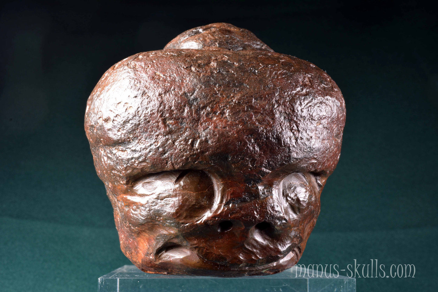 Fossilized Casava Skull