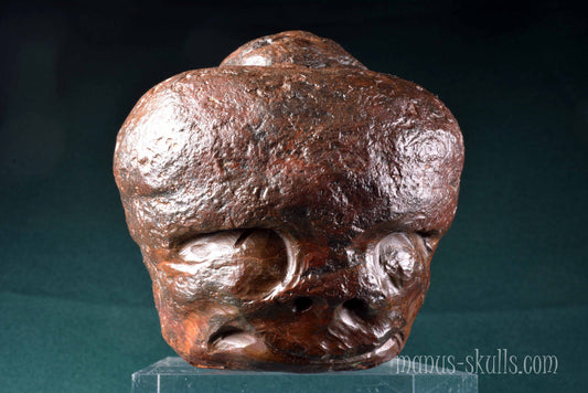 Fossilized Casava Skull
