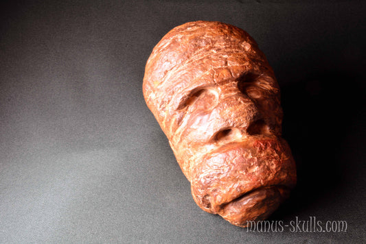 Fossilized Casave Skull