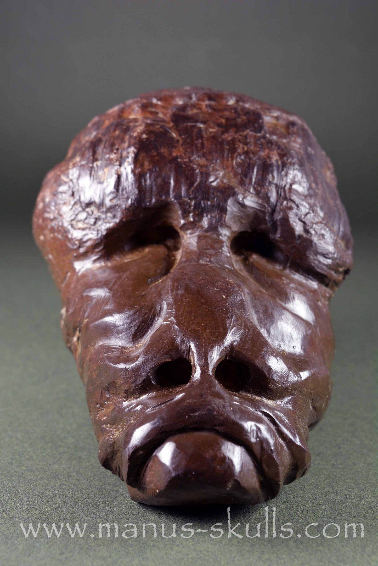 Fossilized Casava Skull