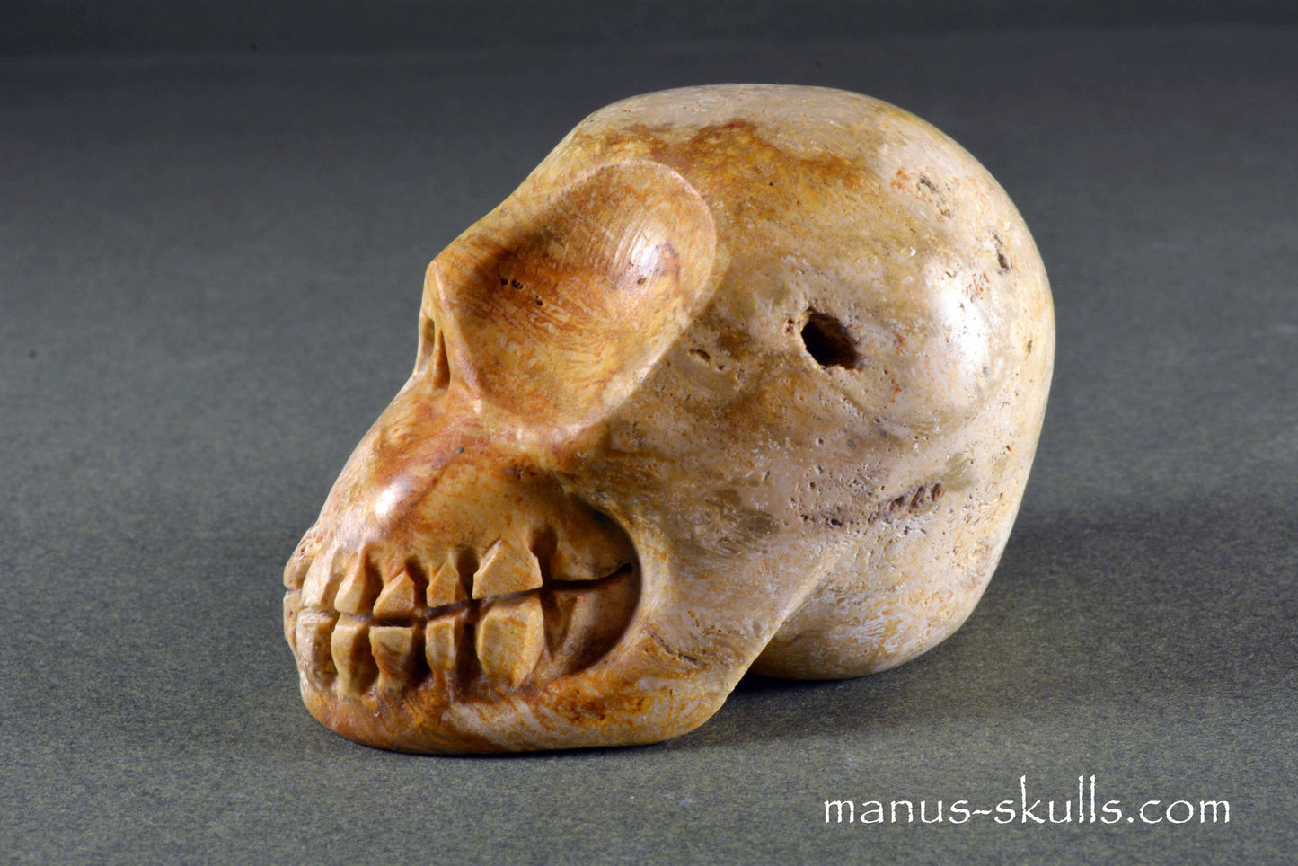 Petrified Coral Skull