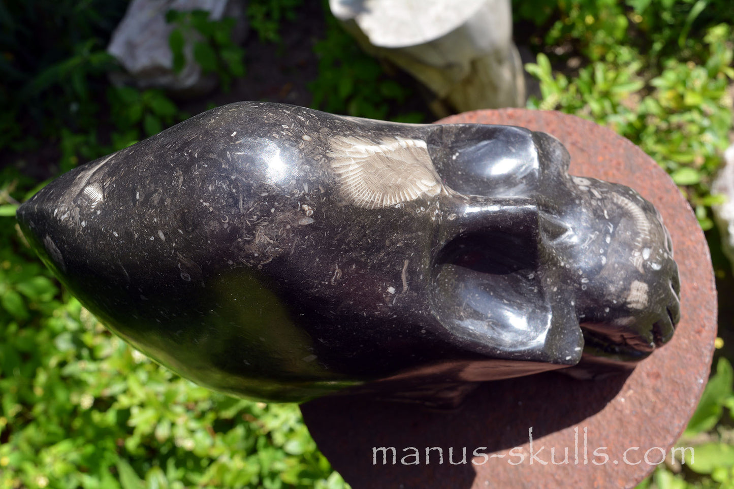 Frosterley Marble Conehead Skull