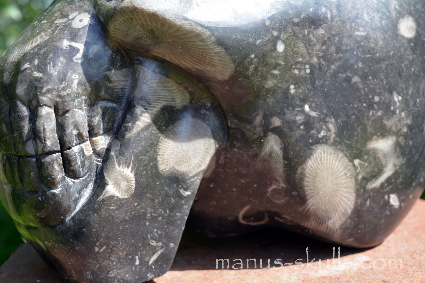 Frosterley Marble Conehead Skull