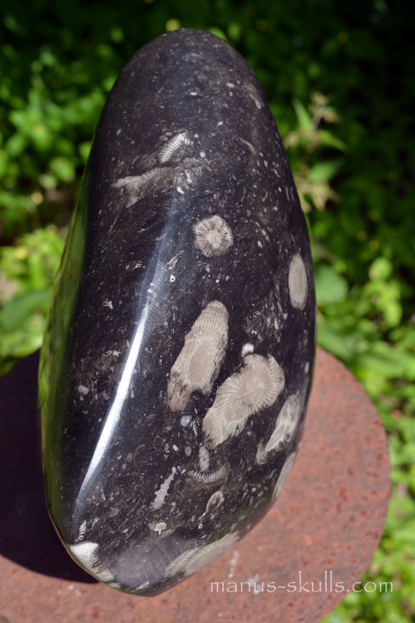 Frosterley Marble Conehead Skull