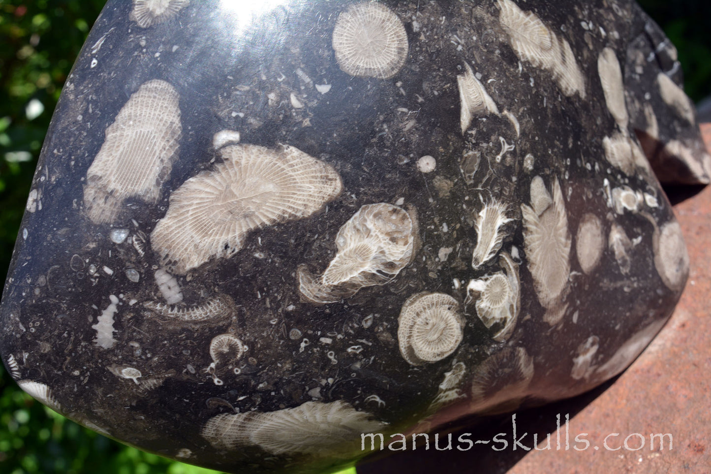 Frosterley Marble Conehead Skull