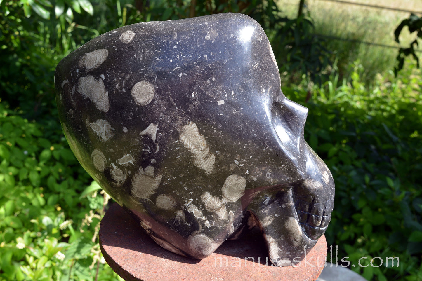 Frosterley Marble Conehead Skull