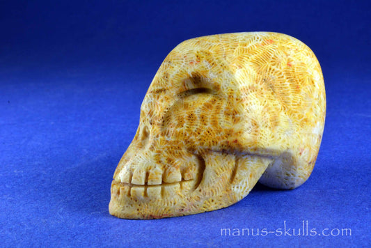 Petrified Coral Skull