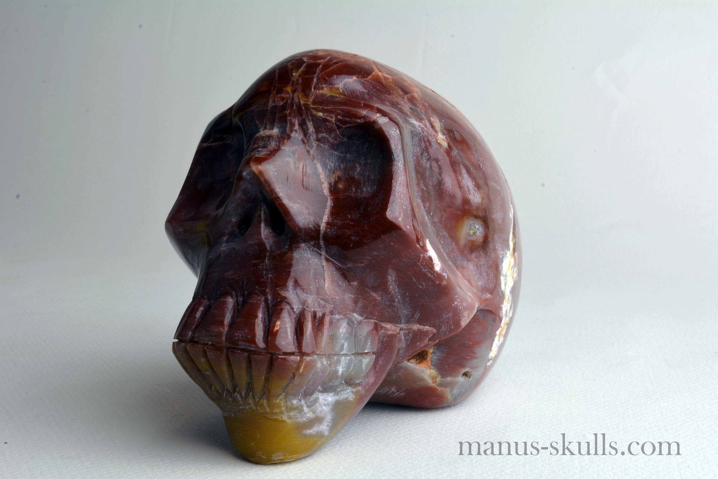 Petrified Wood Skull