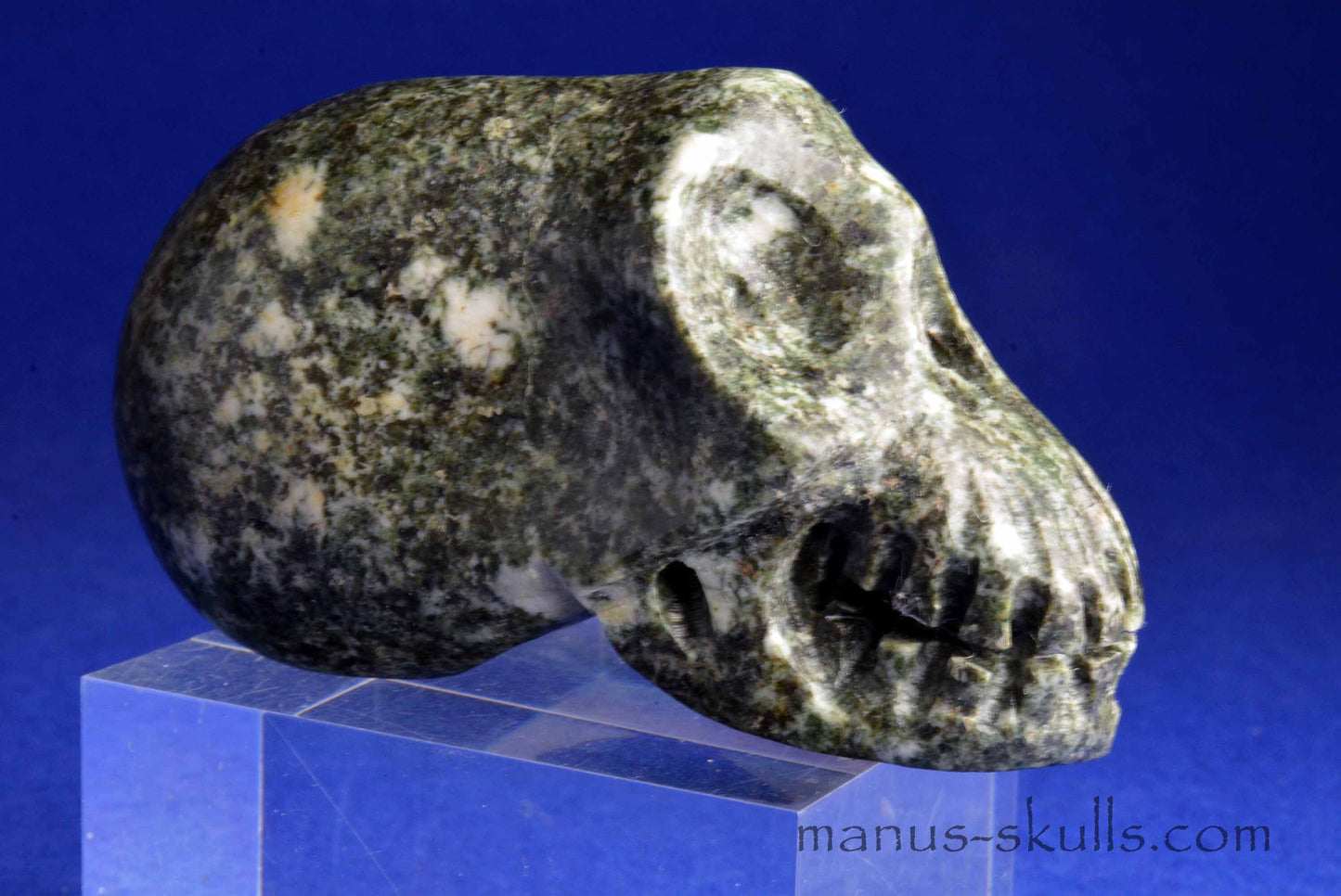 Preseli Bluestone Skull