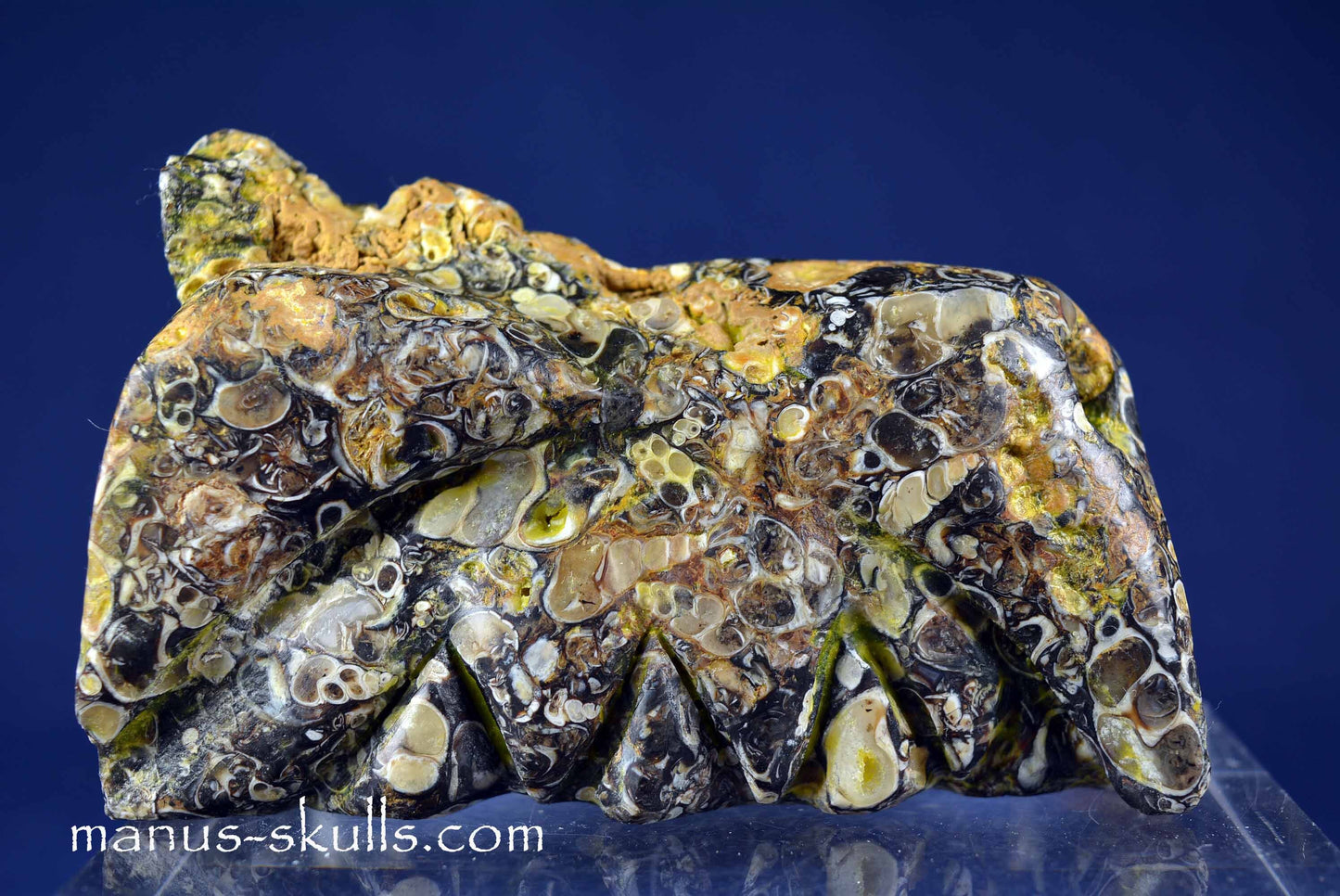 Turritella Jasper Dragon