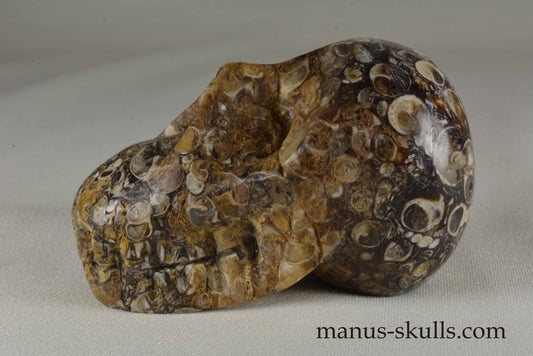 Turritella Jasper Skull