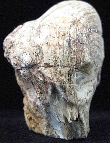 Petrified Wood Skull