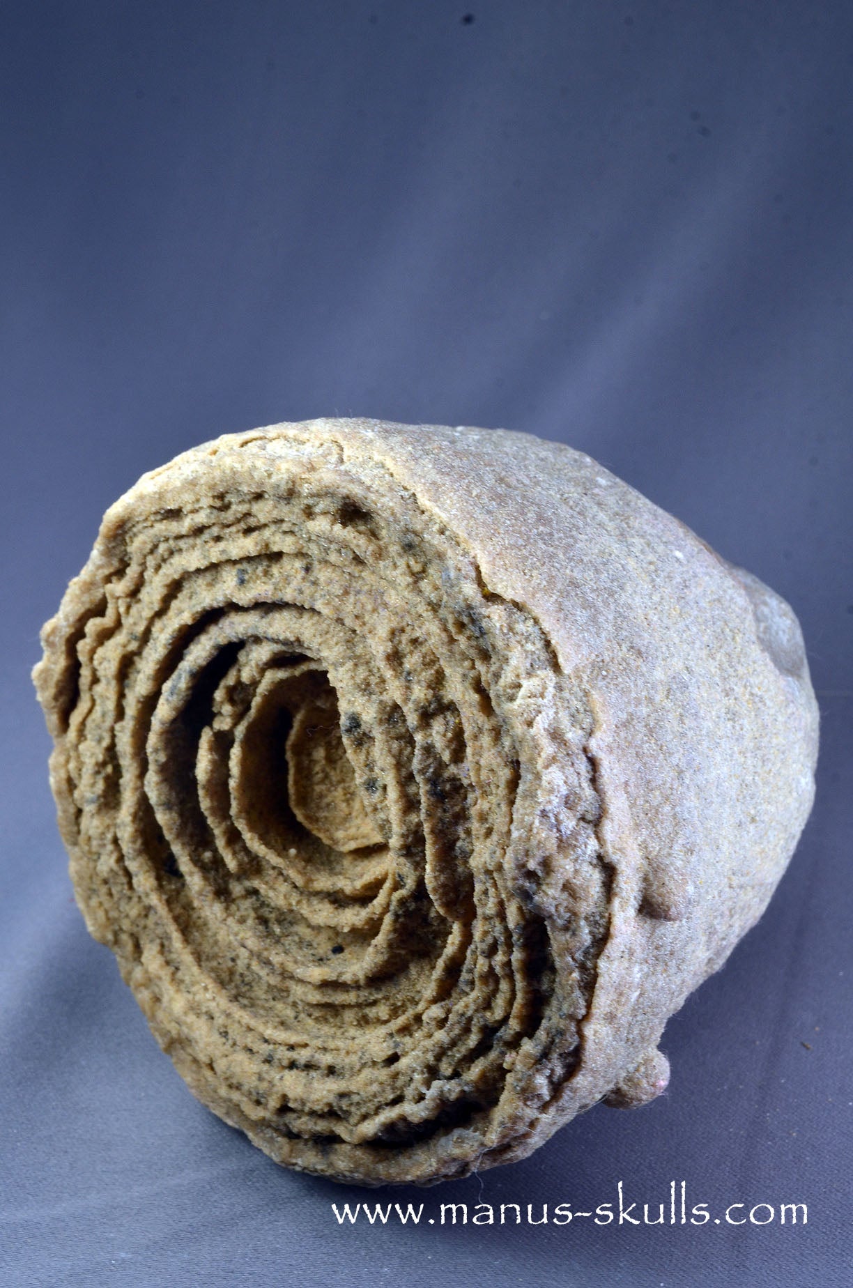 Stromatolite ~ Oncolite Child Skull Face