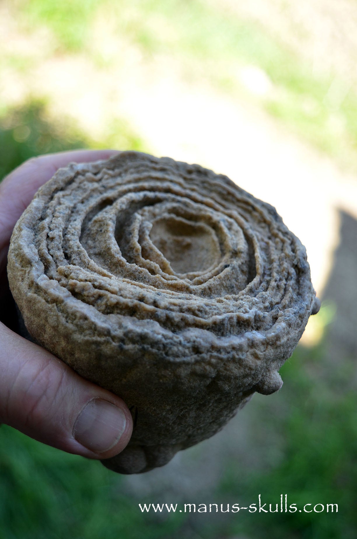 Stromatolite ~ Oncolite Child Skull Face