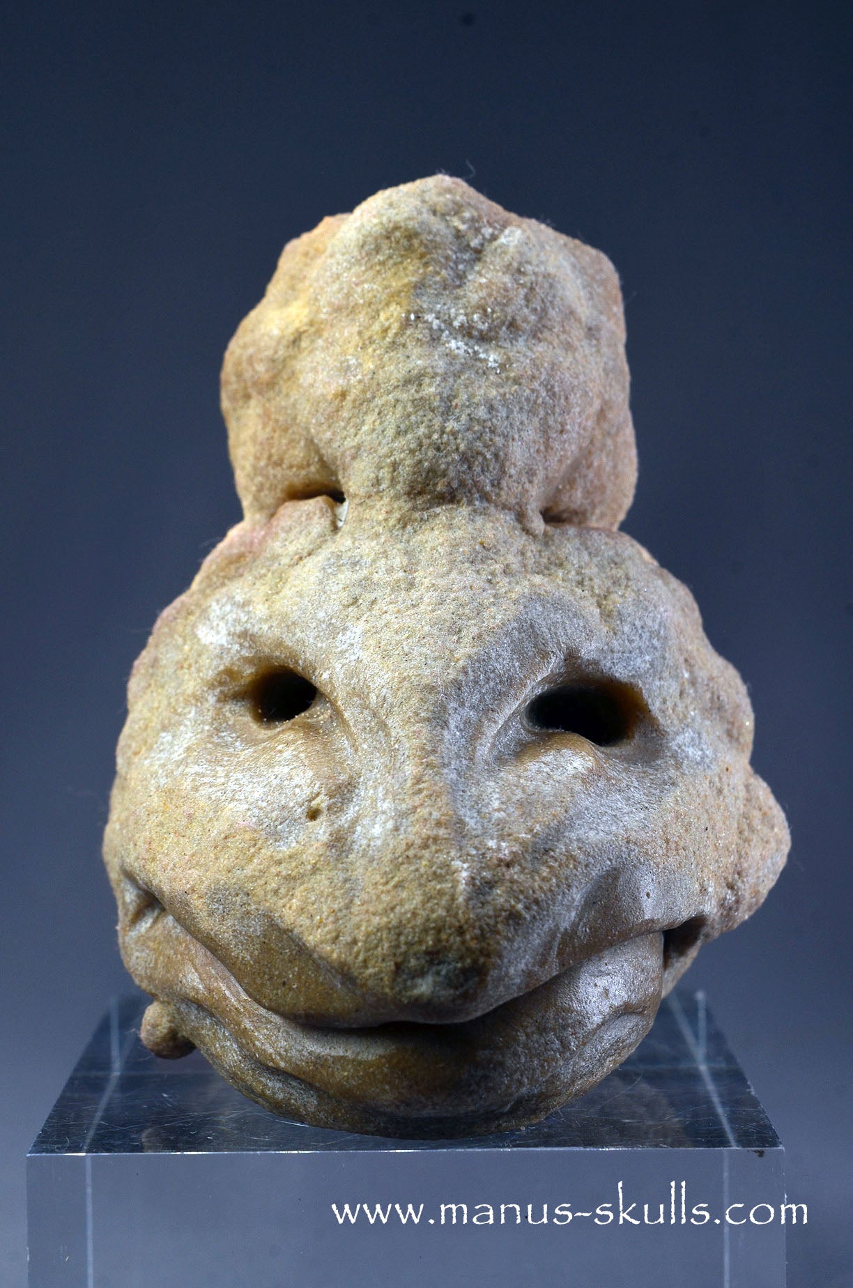 Stromatolite ~ Oncolite Character Skull