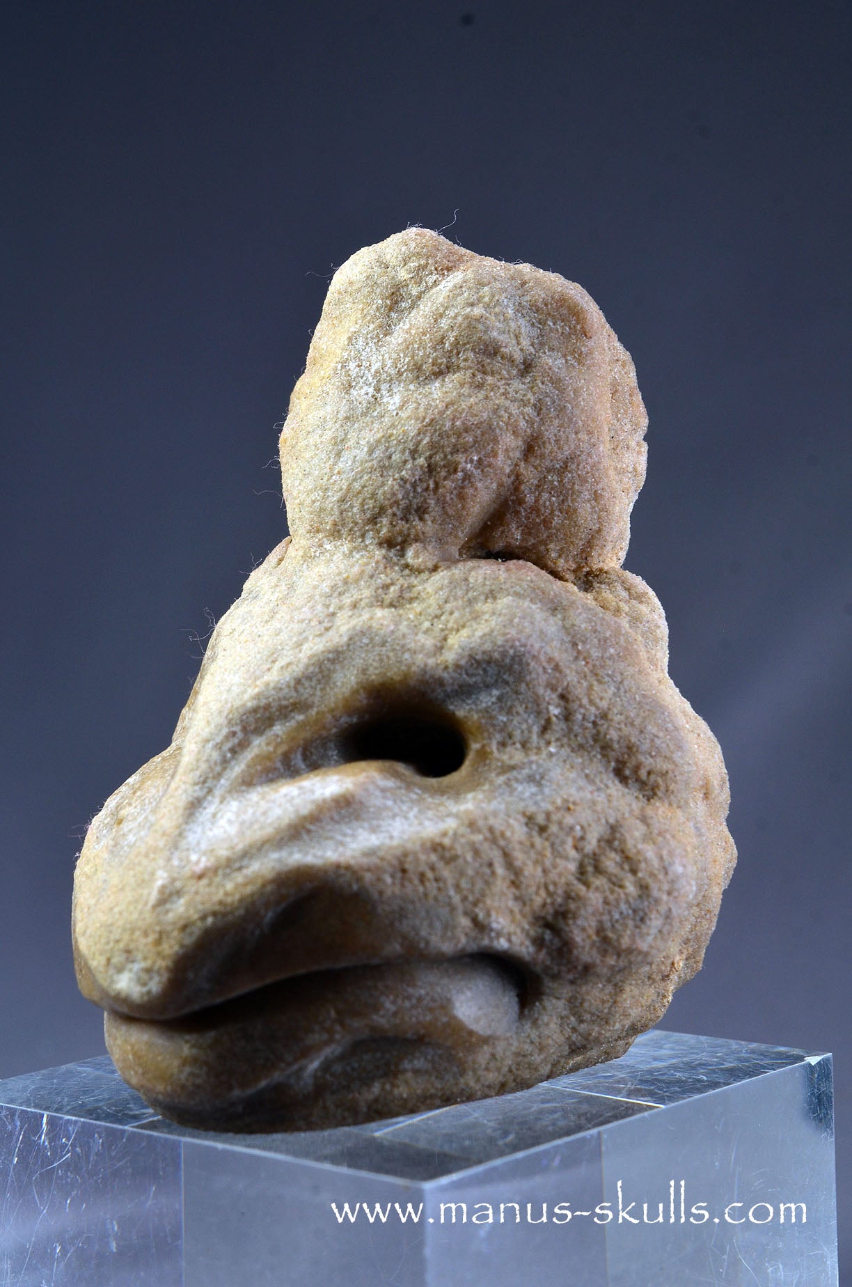 Stromatolite ~ Oncolite Character Skull