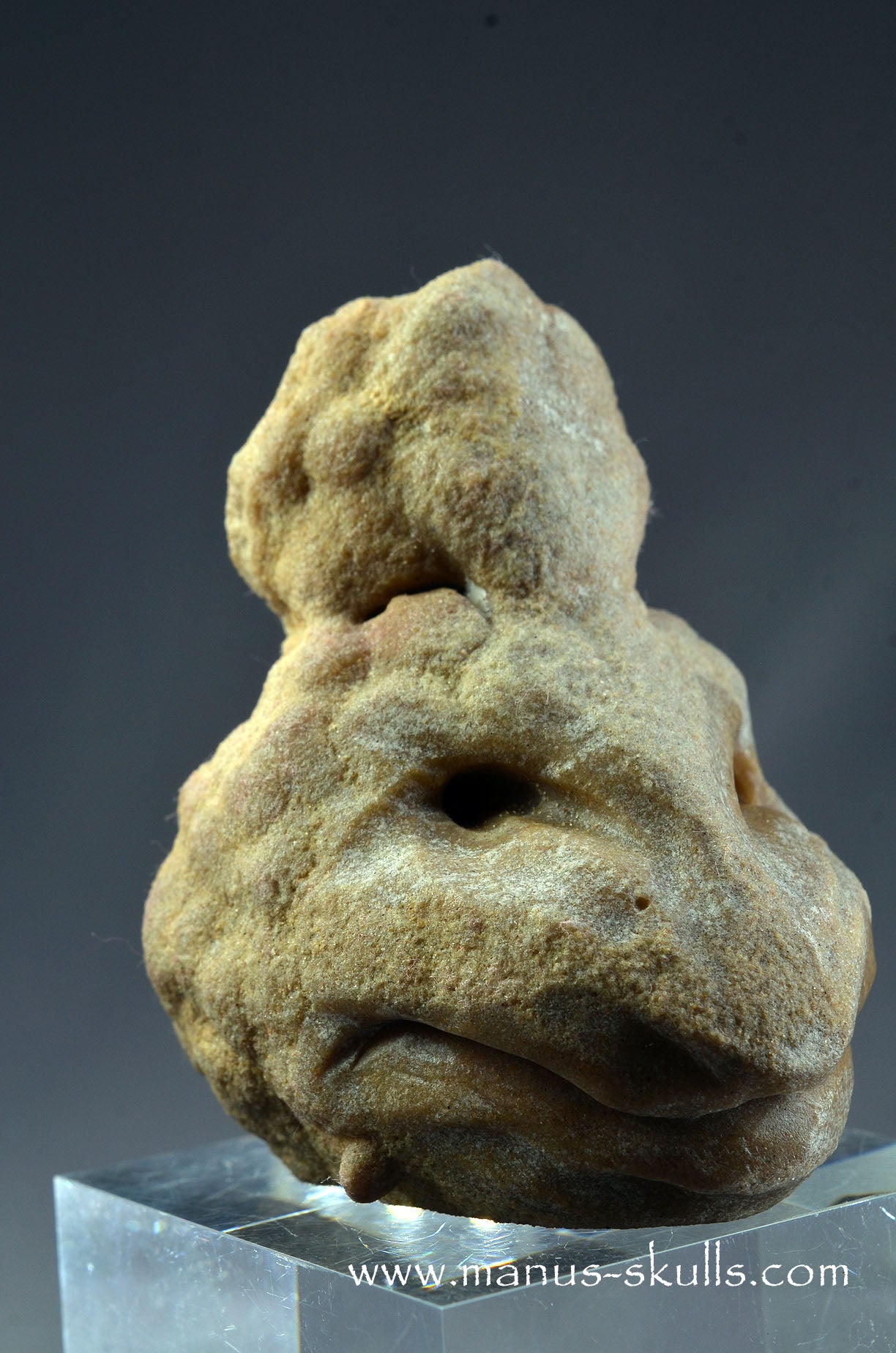 Stromatolite ~ Oncolite Character Skull
