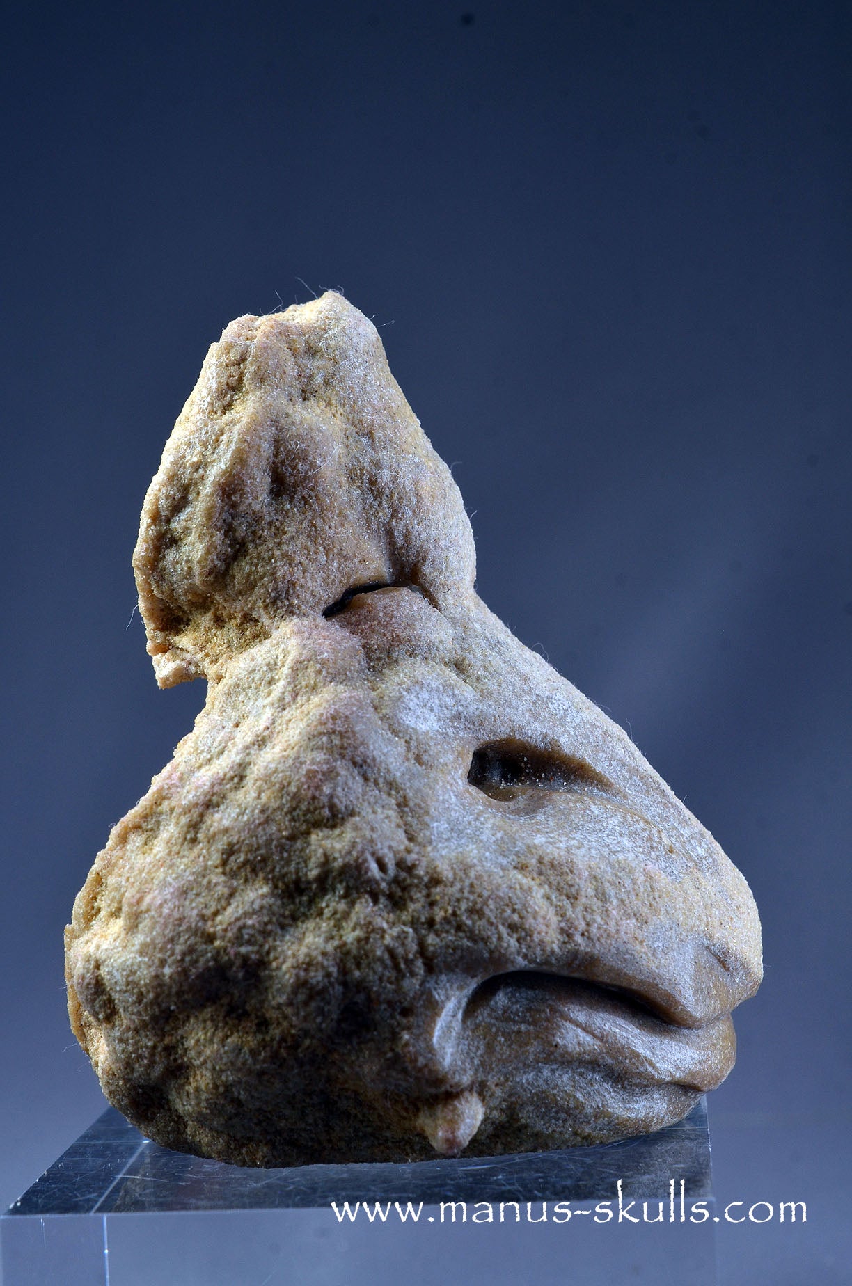 Stromatolite ~ Oncolite Character Skull