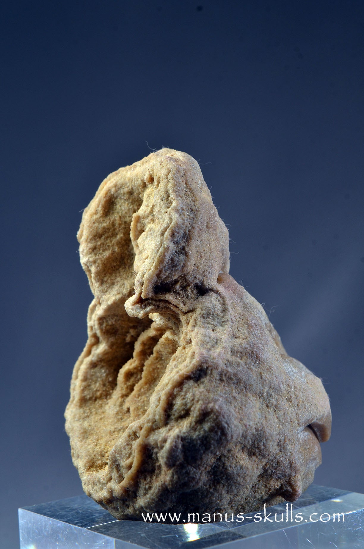 Stromatolite ~ Oncolite Character Skull