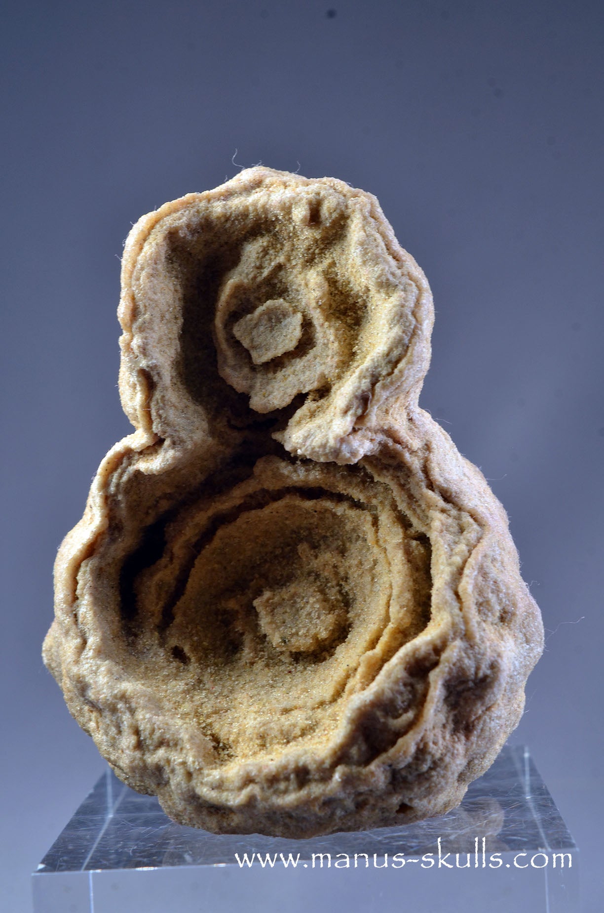 Stromatolite ~ Oncolite Character Skull