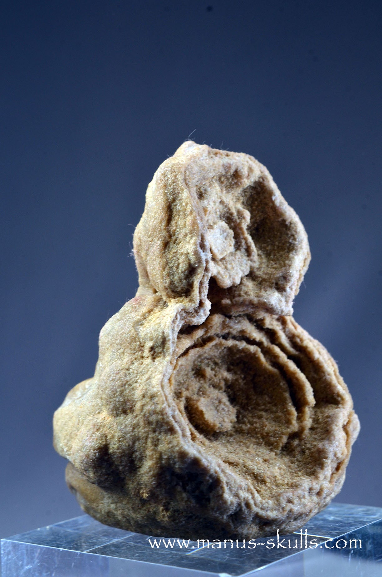 Stromatolite ~ Oncolite Character Skull