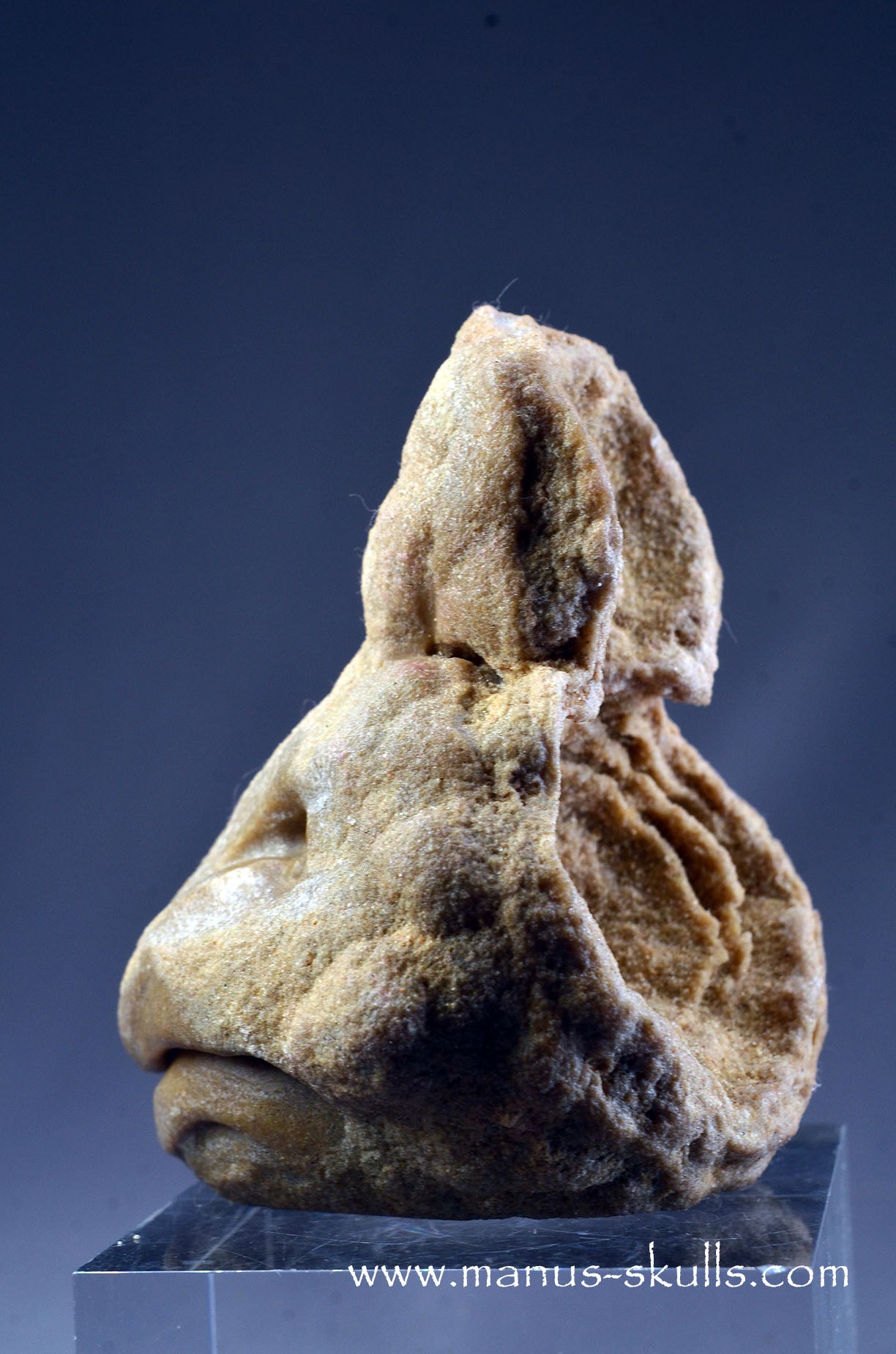 Stromatolite ~ Oncolite Character Skull