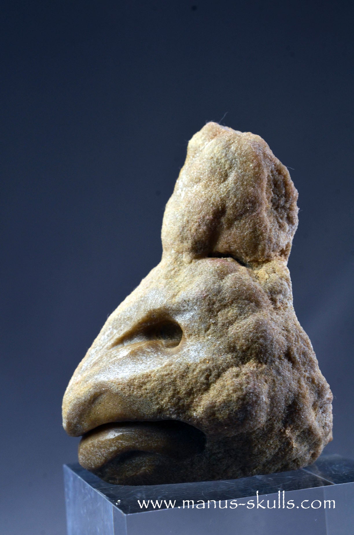 Stromatolite ~ Oncolite Character Skull