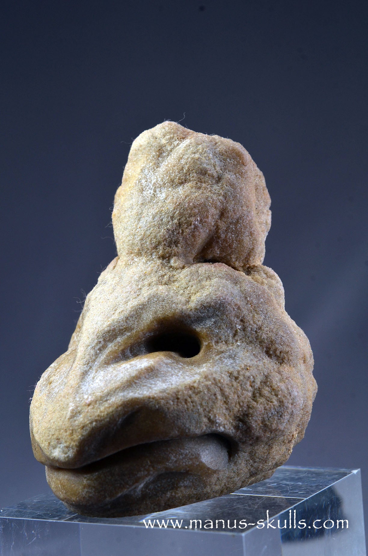 Stromatolite ~ Oncolite Character Skull