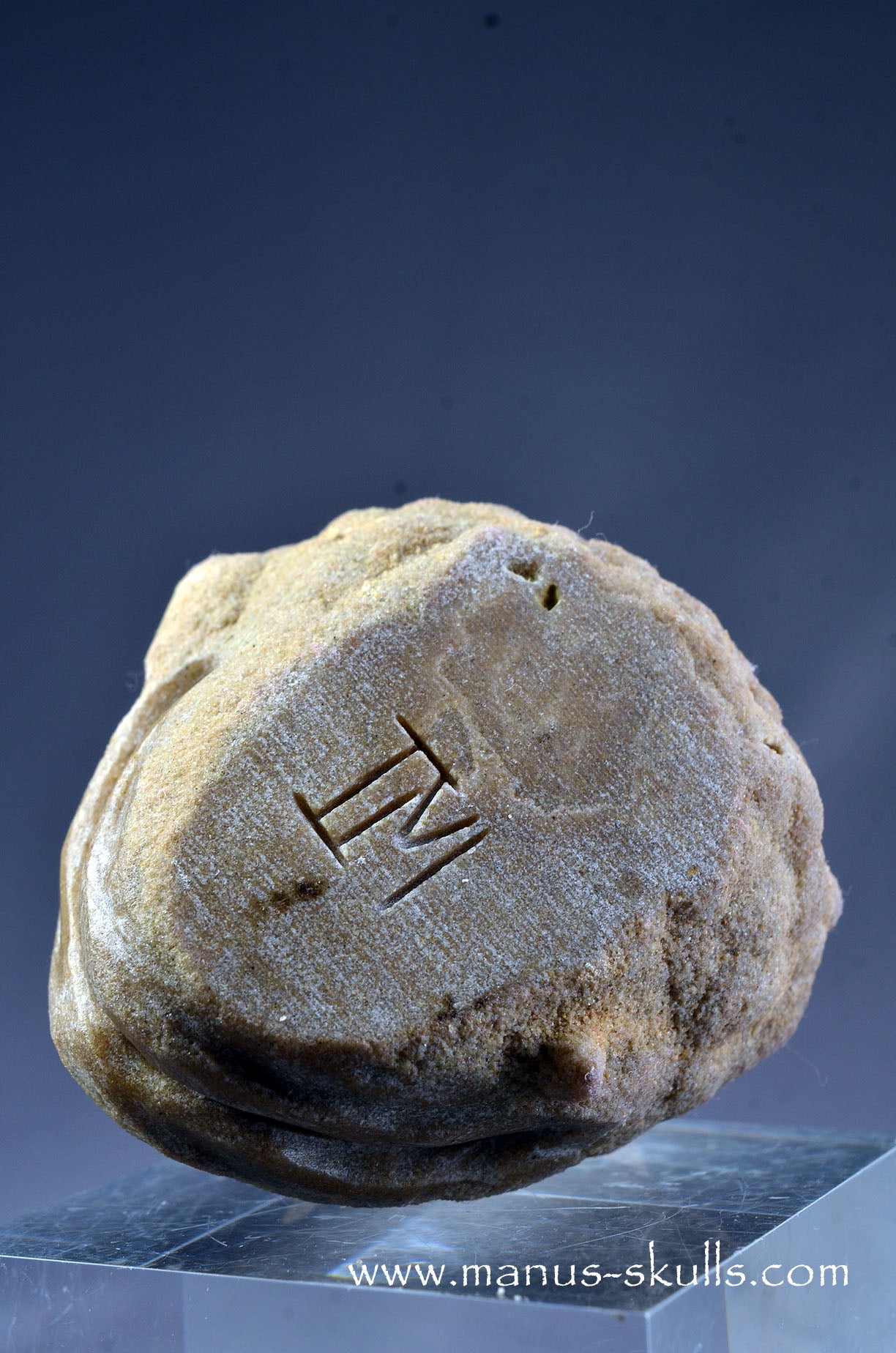 Stromatolite ~ Oncolite Character Skull