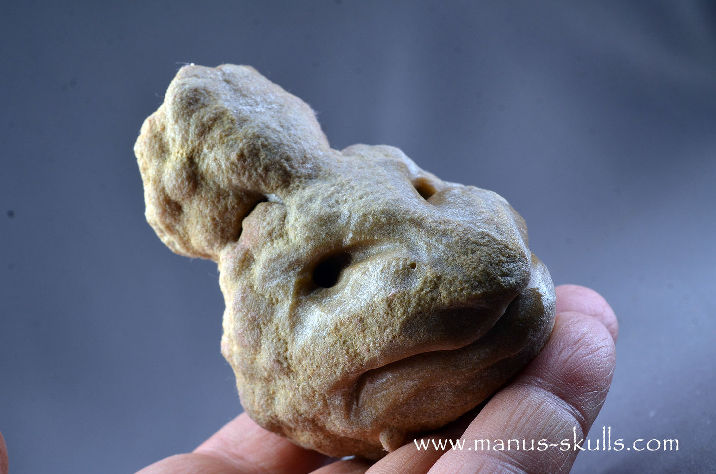 Stromatolite ~ Oncolite Character Skull