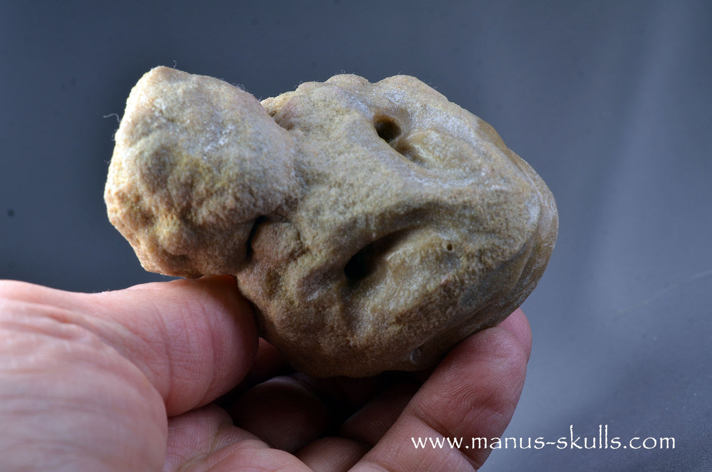 Stromatolite ~ Oncolite Character Skull