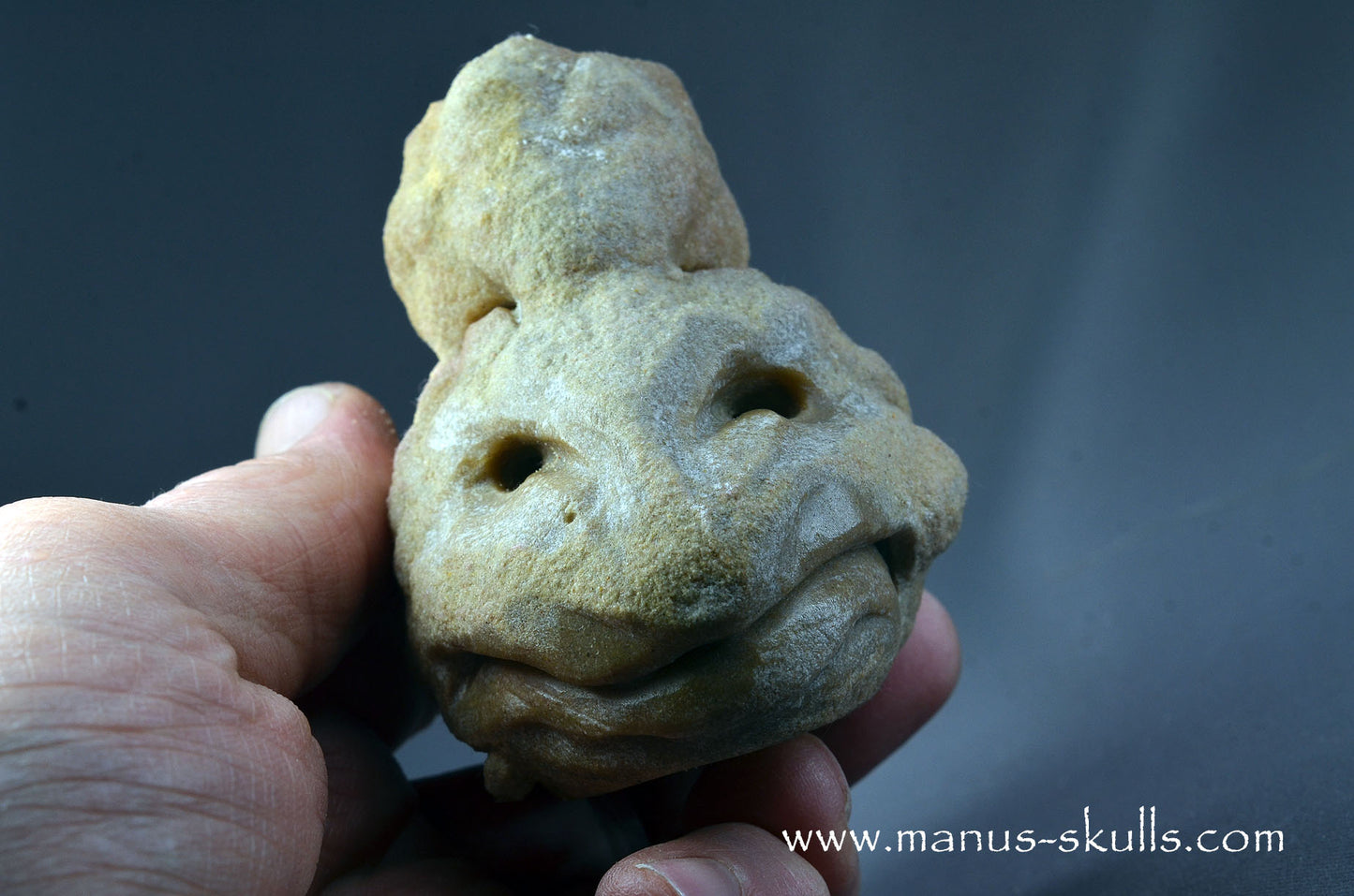 Stromatolite ~ Oncolite Character Skull