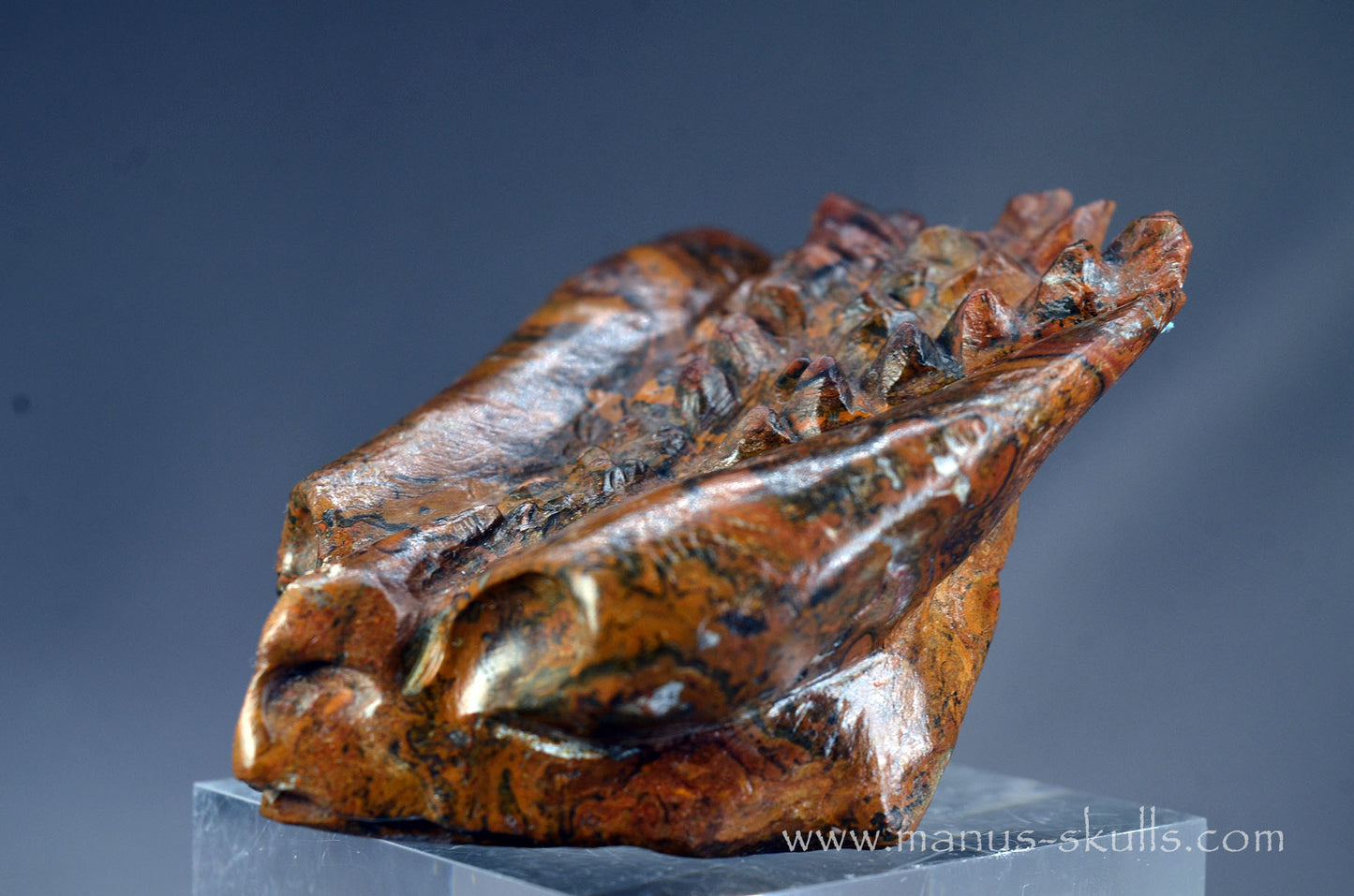 Stromatolite Alien Dragon