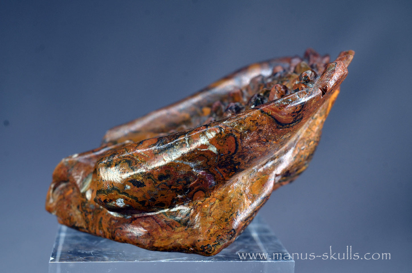 Stromatolite Alien Dragon
