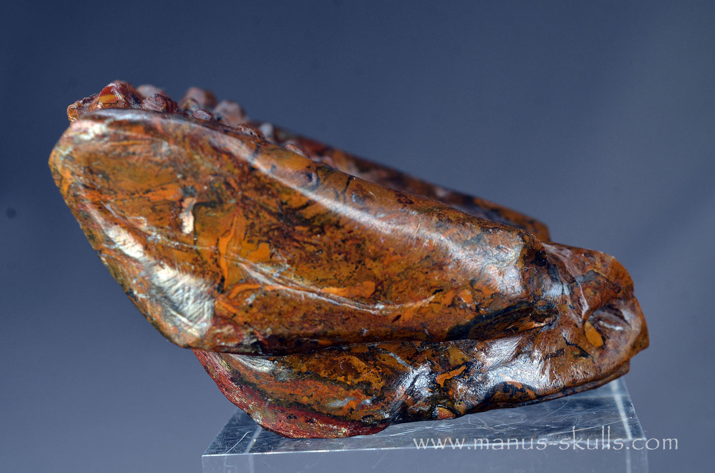 Stromatolite Alien Dragon